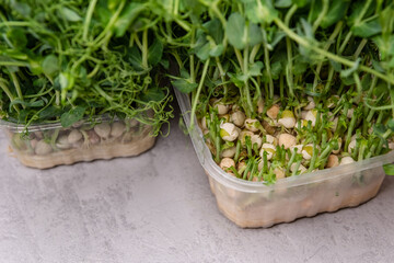 Close-up of vibrant microgreens thriving in a clear container, showcasing the lush greenery of urban gardening. Ideal for culinary, wellness, and eco-friendly themes.