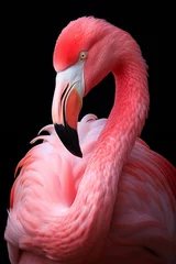 Fotobehang closeup of flamingo isolate on black background © The Origin 33