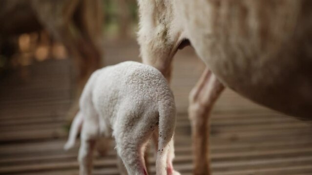 Newborn lamb drinks mother's milk, sheep feeds her baby on the farm