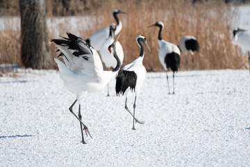 Red-crownd crane displaying