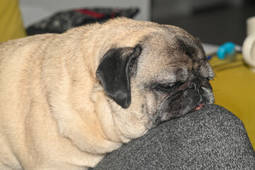 an old pug lies on the owner's lap 13