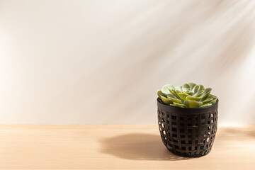 Echeveria brown rose isolated on wood background. Minimalist vase. Product design. Simplicity. Object. Modern. Home decoration. Cactus plants.  Houseplant. Plant pot. Space for text. Light and Shadow.