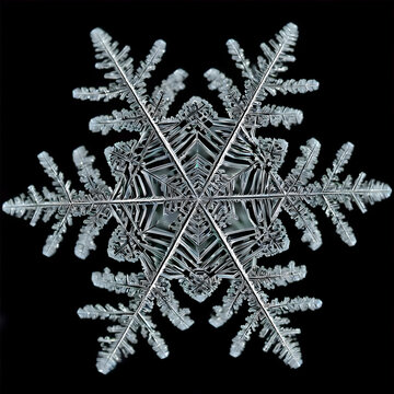 schneeflock