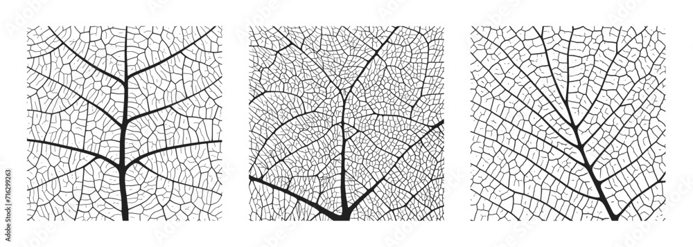 Wall mural leaf vein texture abstract background set with close up plant leaf cells ornament texture pattern. b