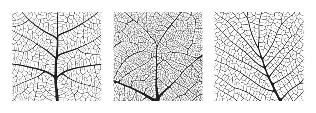 Leaf vein texture abstract background set with close up plant leaf cells ornament texture pattern. Black and white organic macro linear pattern of nature leaf foliage vector illustration.