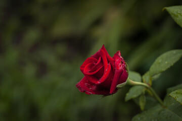 Droplets of dew on the petals of roses. Close-up. DOF