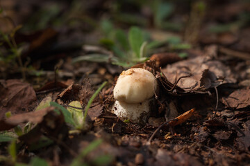 White mushroom in the forest. (Boletus edulis). Small depth of field.