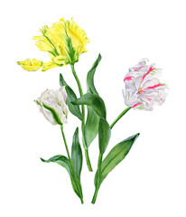 Watercolor flowers bouquet. White, pink and yellow tulips. Clipart for graphic resources. Colorful hand drawn botanical illustration isolated on transparent.