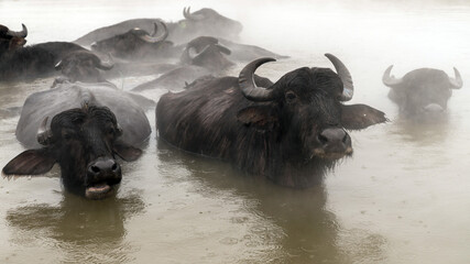 Cows find comfort in the thermal water, surrounded by rising steam, Guroymak village, Bitlis, Turkey
