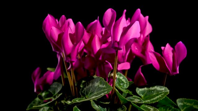 Cyclamen red flowers on a black background