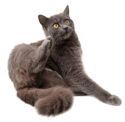 Gray cat scratches its paw on a white background