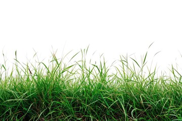 A picture of a field of green grass with a white sky in the background. This image can be used to depict nature, landscapes, or outdoor scenes