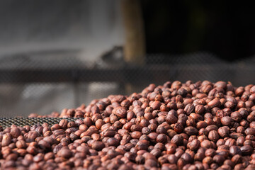 Dried Robusta Coffee Cherry. greenhouse solar drying system. Drying coffee bean.
