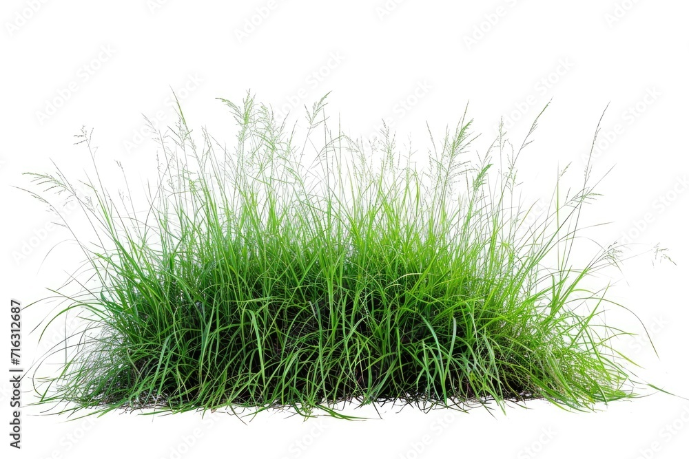 Poster a pile of green grass on a white surface. can be used as a background or texture for various project