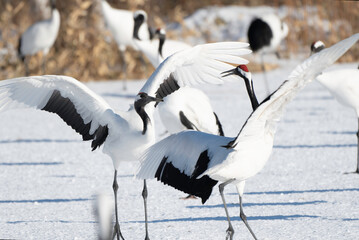 Pair of Red-crowned Cranes dancing