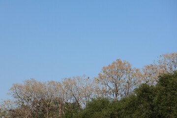 trees in the forest