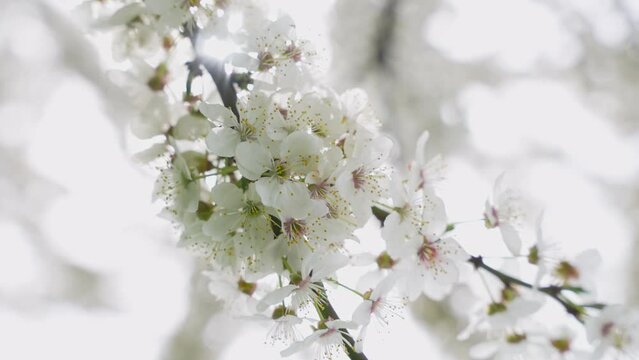 Beautiful spring white fruits flowers in bloom. Cherry branch with blossoms of japanese tree Sakura in garden. Close up. Colors of nature.