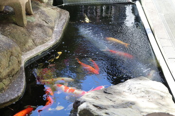 おおくら大佛で有名な世田谷区大蔵の妙法寺。鯉が泳ぐ池。