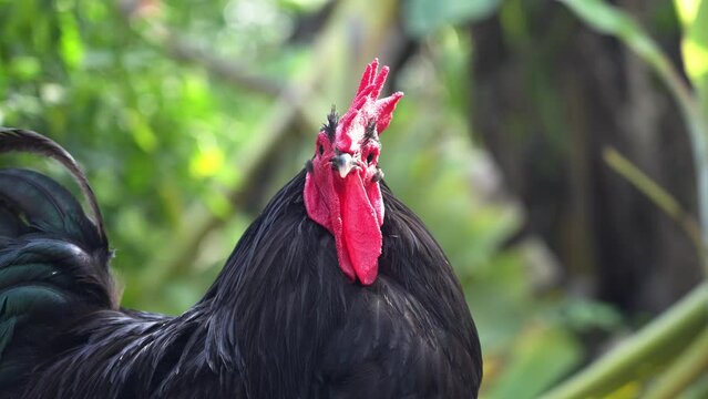 Close-up face chicken have red comb shake your head and look straight. Black australorp rooster in free range husbandry natural animal in backyard.
