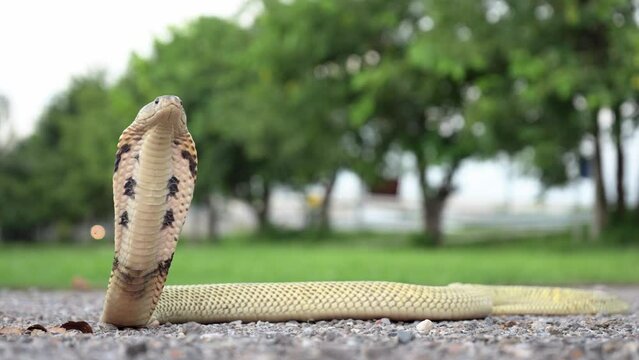 Venomous snake dangerous. Equatorial spitting cobra yellow or gold color (Naja sumatrana) is snake endemic to southern Thailand. with head raised and hood expanded on the gravel in park.