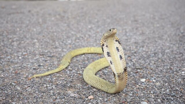 Venomous snake dangerous. Equatorial spitting cobra yellow or gold color (Naja sumatrana) is snake endemic to southern Thailand. with head raised and hood expanded on the gravel in park.