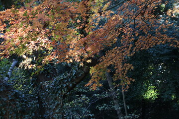 紅葉。秋の東京・世田谷の風景。岡本公園にて。