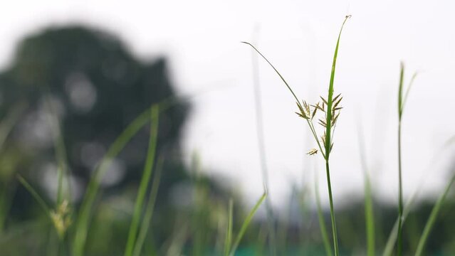 Countryside Background of Thailand. Nut grass and wind in a relaxed atmosphere.