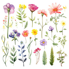 clipart bundle watercolor summer flora ,flower on summer theme, on transparent background 