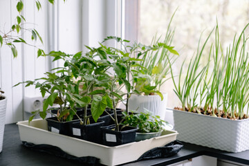 Seedlings of tomatoes, peppers and onions are grown on the windowsill in a white flower pot at home against the window background. Spring gardening. Fresh greenery. Eco cultivation of organic food - obrazy, fototapety, plakaty