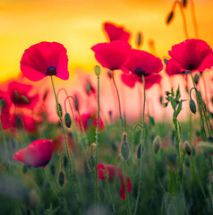 Wild poppy flowers at sunset. Colorful morning scene of blooming red poppys on green meadow. Background texture of summer dawn. Selective focus, macro photo.