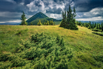 Dramatic summer view of green hills of Khomyak peak. Fantastic morning scene of fir tree forest in ...