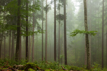 Foggy mixed broadleaf and conifer forest.
