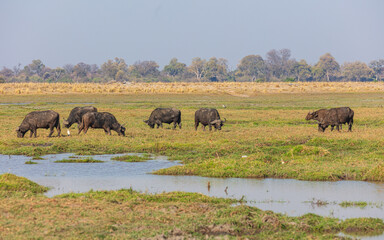 Fototapeta premium Group of grazing Cape buffalo (Syncerus caffer) on the dry floodplain of the Okavango river 