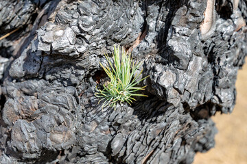 A new pine tree grows on a tree trunk after a forest fire (La Palma, Canary Islands, Spain)