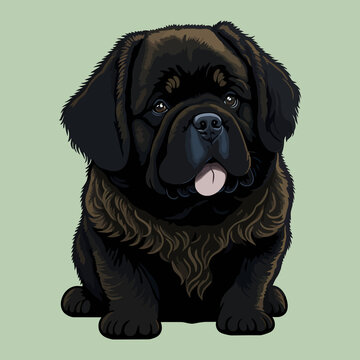 recommend clip art: Newfoundland dog vector illustration isolated on a plain background.