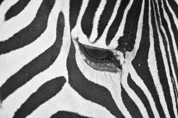 Closeup of Zebra, showing the contrasting shades of black and white.