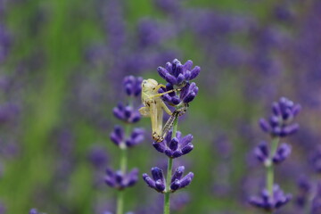 ラベンダーの花にバッタの抜け殻