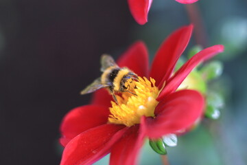 花にとまるハチ