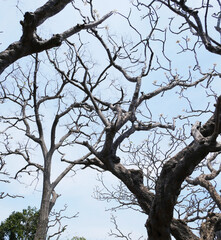 tree against sky