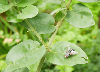 Home housefly on leaf green
