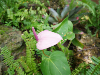 Anthurium