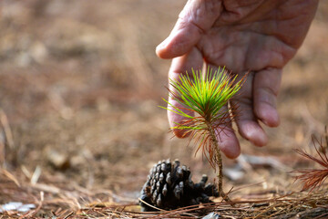 Young seedling close up shot of pine cone from conifer tree with human hand for new growth and hope...
