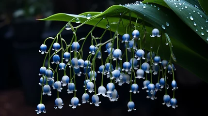 Poster Lily of the valley or weeping lilly pilly with rain drops © Alva Stack