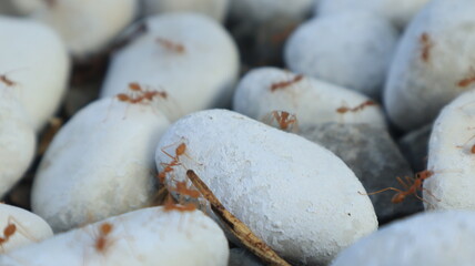 Red ants walk on the rocks because there is food hidden under the rocks