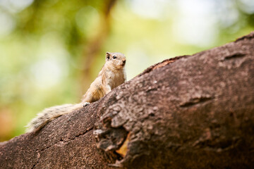 Cute little chipmunk sitting on tree branch in green park and looking around, fluffy park dweller