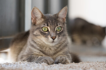 Domestic cat pet indoor portrait