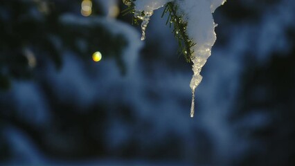 Droplet snow covered fir tree branch in bright sun with dark background forest - Powered by Adobe