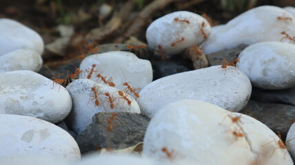 Red ants walk on the rocks because there is food hidden under the rocks