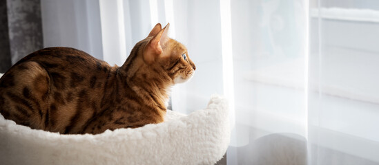 Bengal cat laying on the top of the scratcher - obrazy, fototapety, plakaty