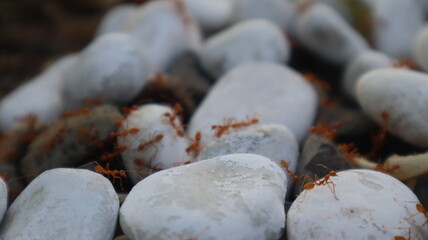 Red ants walk on the rocks because there is food hidden under the rocks